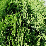 Little Giant Arborvitae