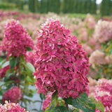 Limelight Prime&reg; Panicle Hydrangea