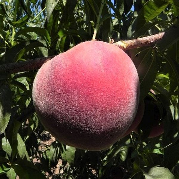 Sweet Sensation Columnar Peach Tree