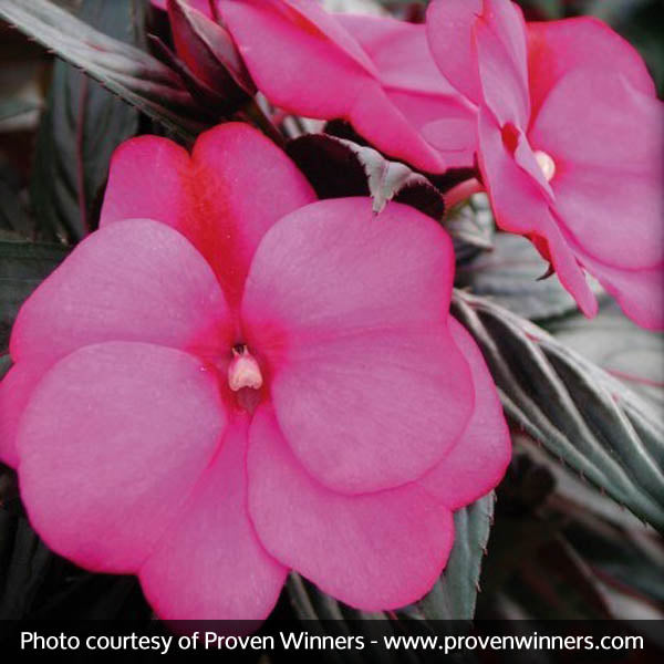 Infinity&reg; Blushing Lilac Impatiens