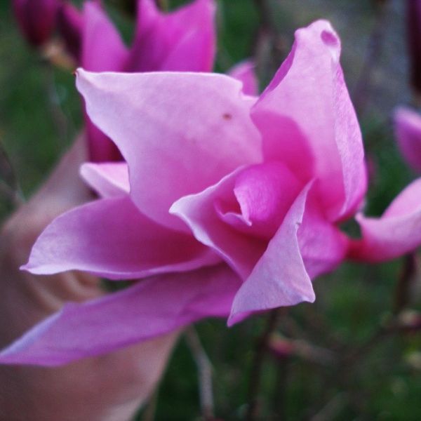 Betty Magnolia Shrub