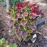 Coleus Sky Fire