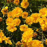 Coreopsis Sunray