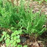 Christmas Fern