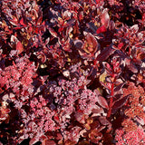 Touchdown&trade; Teak Sedum