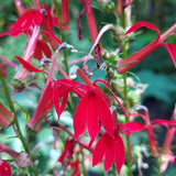 Fan Scarlet Lobelia