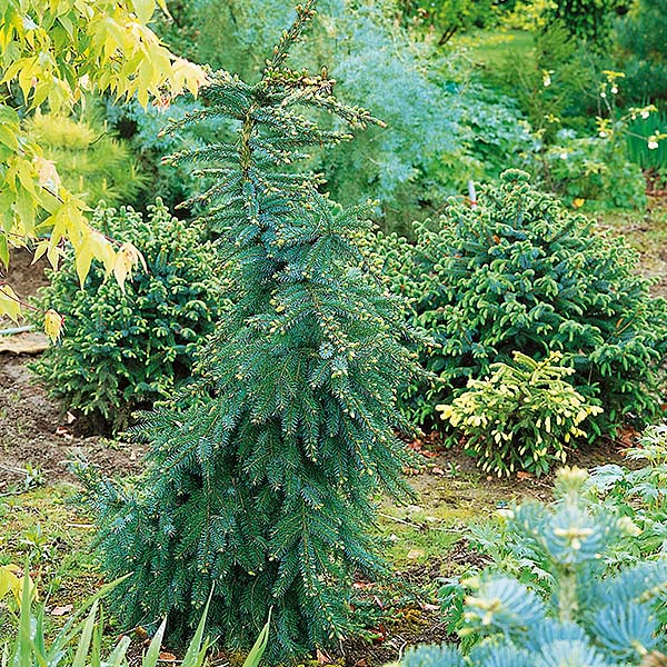 Bruns Serbian Spruce