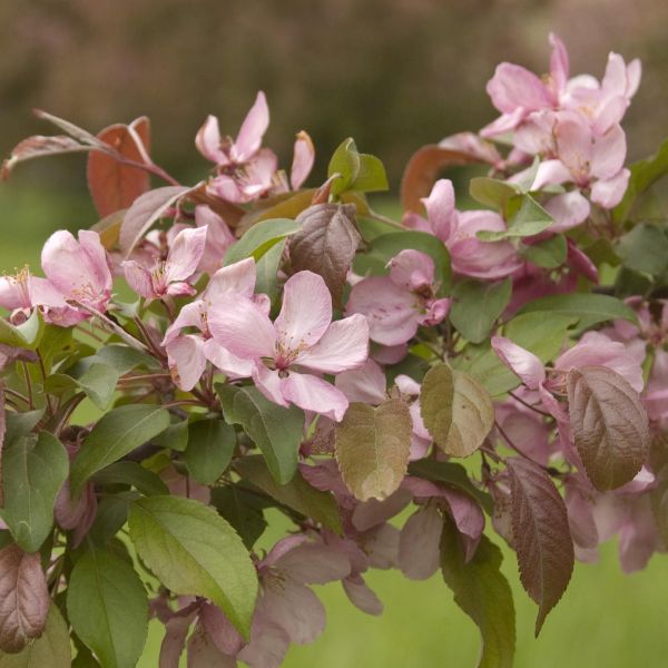 Indian Magic Crabapple