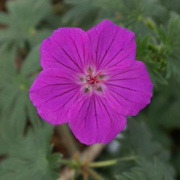 Tiny Monster Geranium