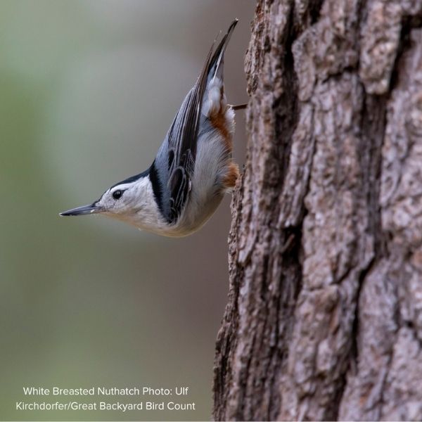 Audubon&reg; Native American Beech