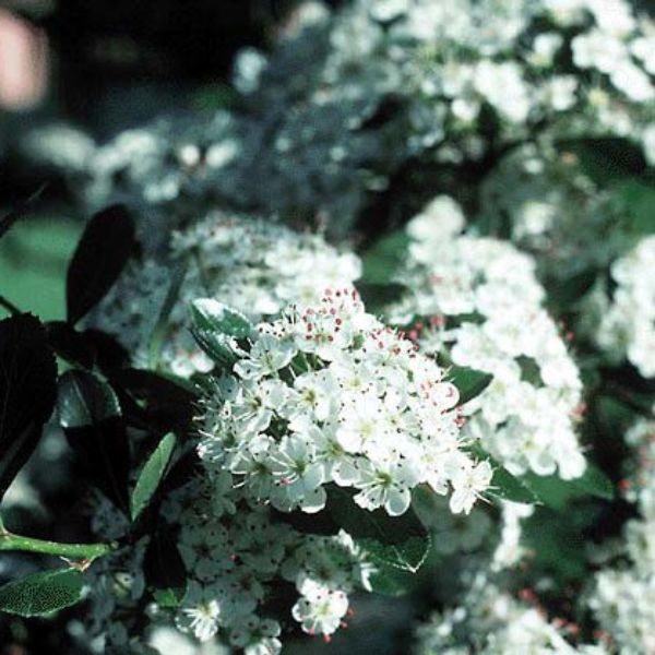 Thornless Cockspur Hawthorn