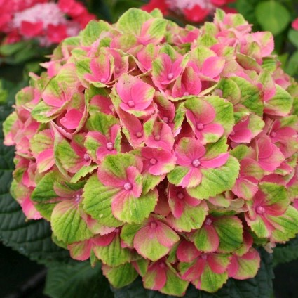 Everlasting&trade; Amethyst Hydrangea