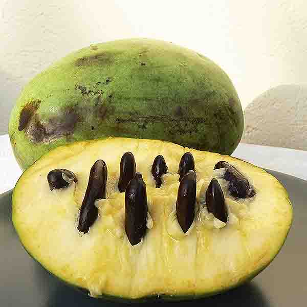 Mango Pawpaw Tree