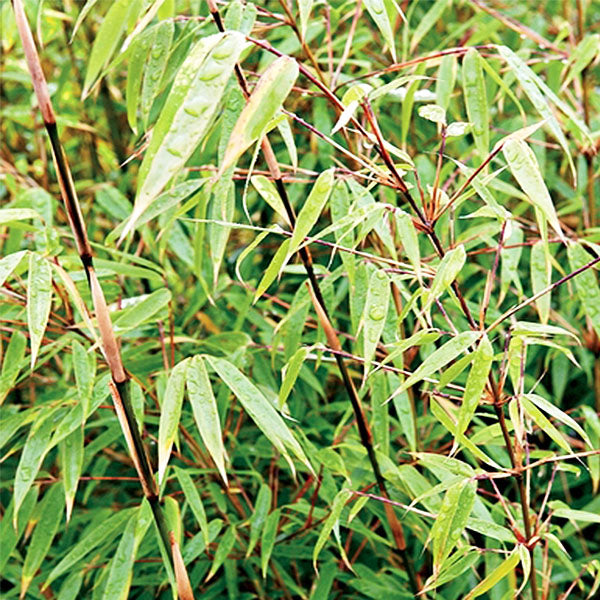 Clumping Bamboo