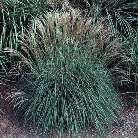 Yaku Jima Maiden Grass