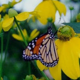 Autumn Sun Coneflower