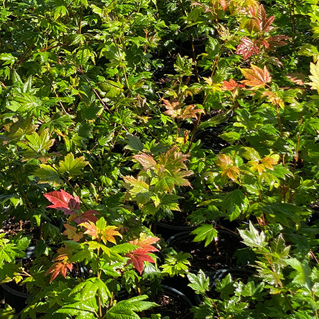 Vine Maple Tree