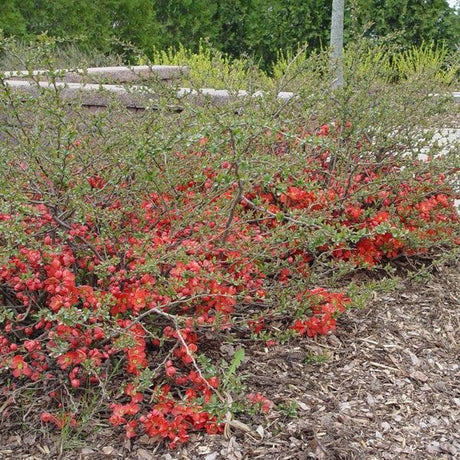 Texas Scarlet Flowering Quince