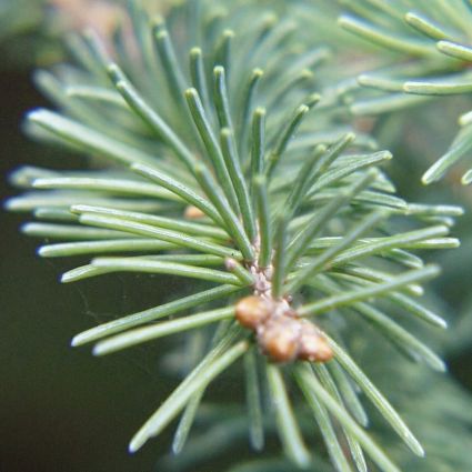 White Spruce Tree