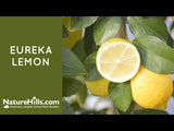 Eureka Lemon Tree