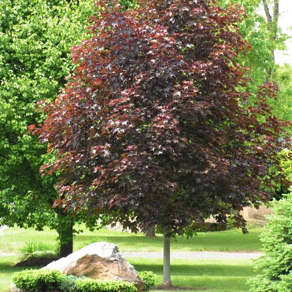 Crimson King Maple