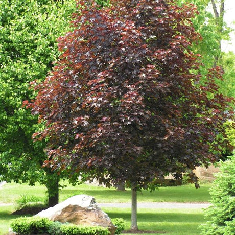 Crimson King Maple