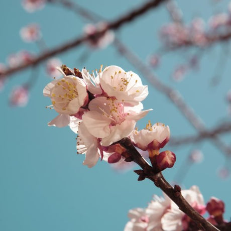 Chinese Apricot Tree