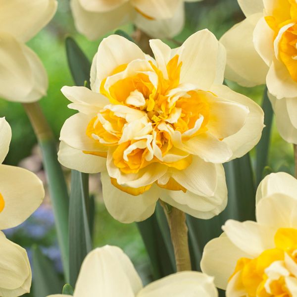 Peach Cobbler Daffodil