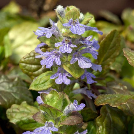 Bronze Beauty Ajuga