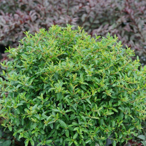 Juke Box? Pyracomeles