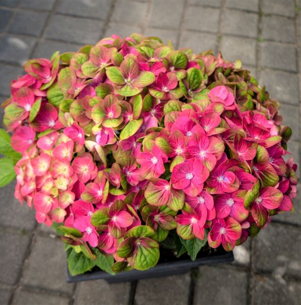 Tilt-A-Swirl&reg; Hydrangea