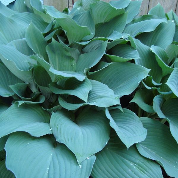 Yankee Blue Hosta