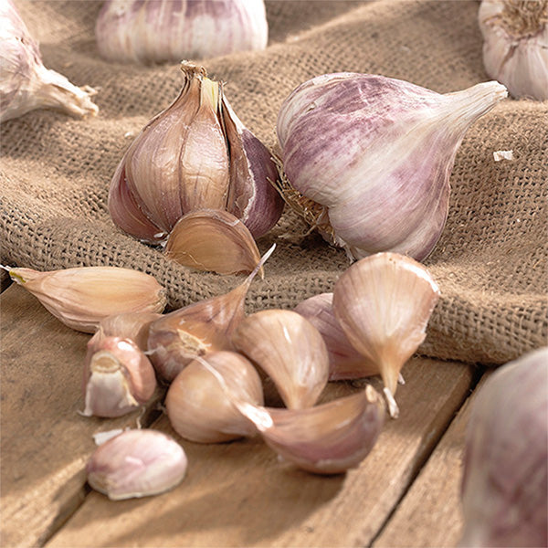 Spanish Roja Hardneck Garlic