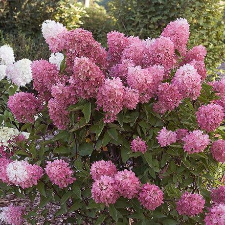 Zinfin Doll&reg; Panicle Hydrangea