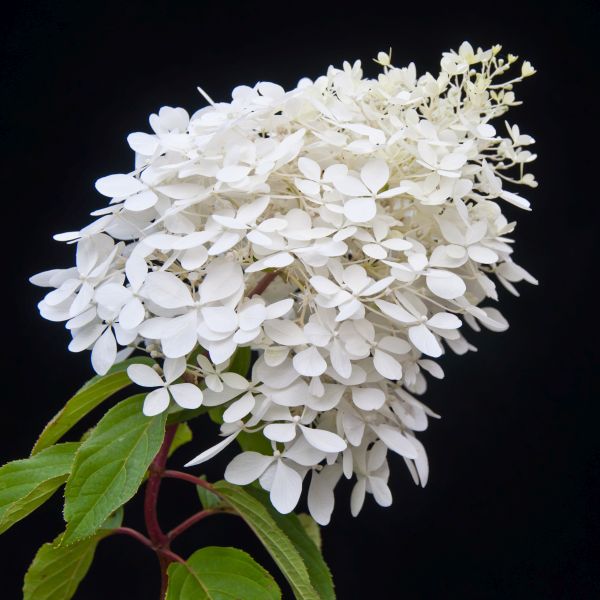 Mega Pearl Panicle Hydrangea