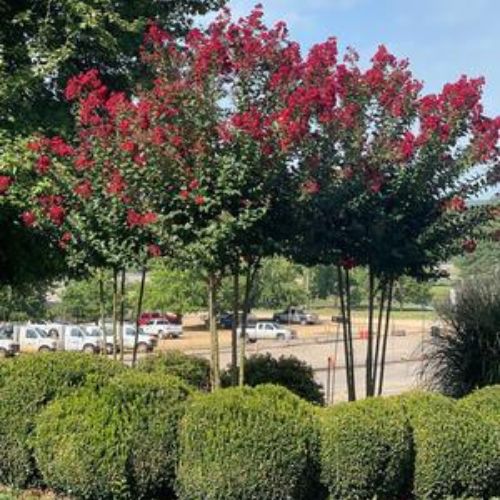 Colorama™ Scarlet Crape Myrtle