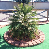 Mediterranean Fan Palm Tree