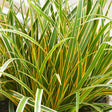 EverColor&reg; Everglow Sedge Grass