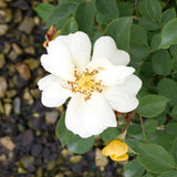 Sunny Knock Out&reg; Rose