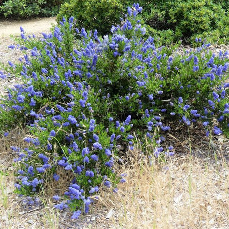 Skylark California Lilac