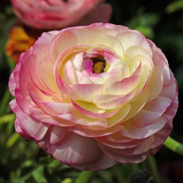 Picotee Ranunculus