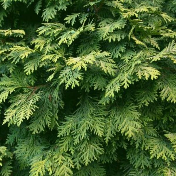 American Arborvitae