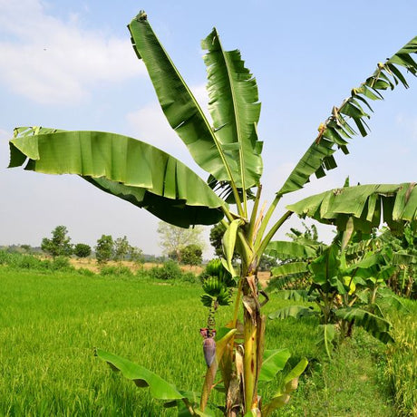 Gold Finger Banana Tree