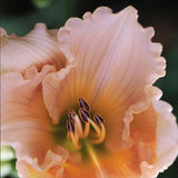 Fairy Tale Pink Daylily