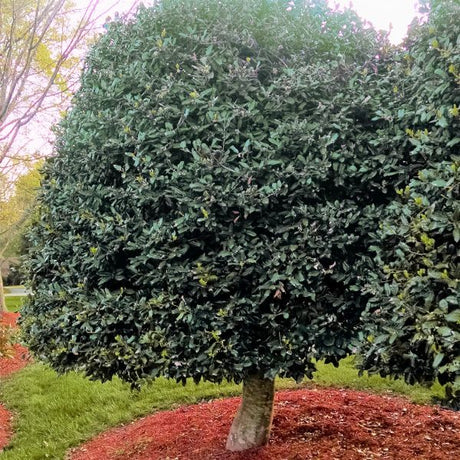 American Holly - Tree Form