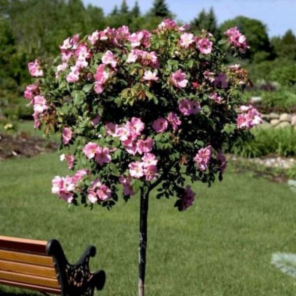 Polar Joy&trade;  Rose Tree