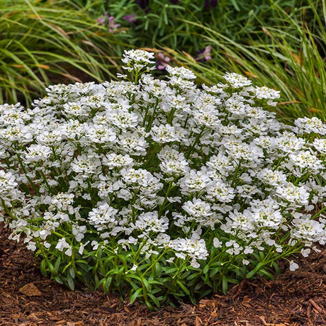 Summer Snowdrift Candytuft