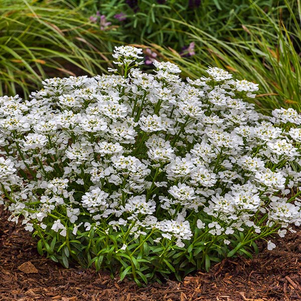 Summer Snowdrift Candytuft