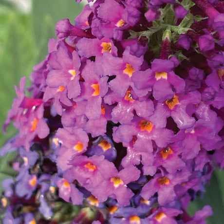 Bloomin' Easy? Birthday Cake? Butterfly Bush