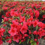 Red Wing Azalea